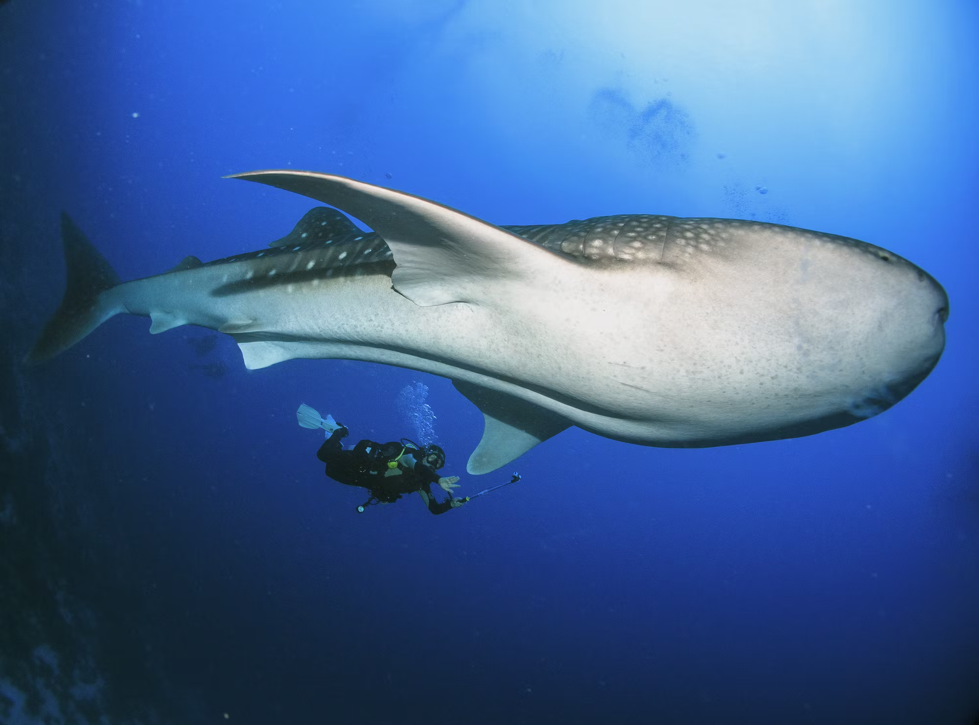 A Deep Dive into the Art of Underwater Exploration